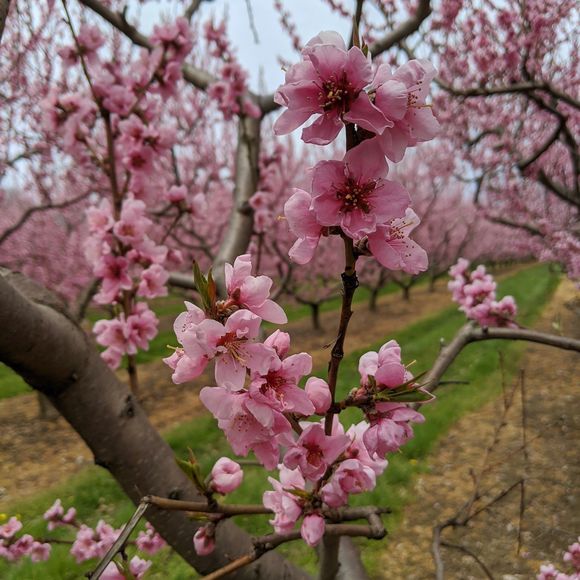 Meet your Posher, Femm - Picture 1 of 1